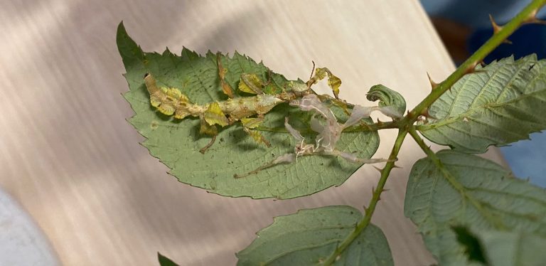 les 4ème primaire Accueille un Phasme Scorpion : Une Initiative Éducative Inédite