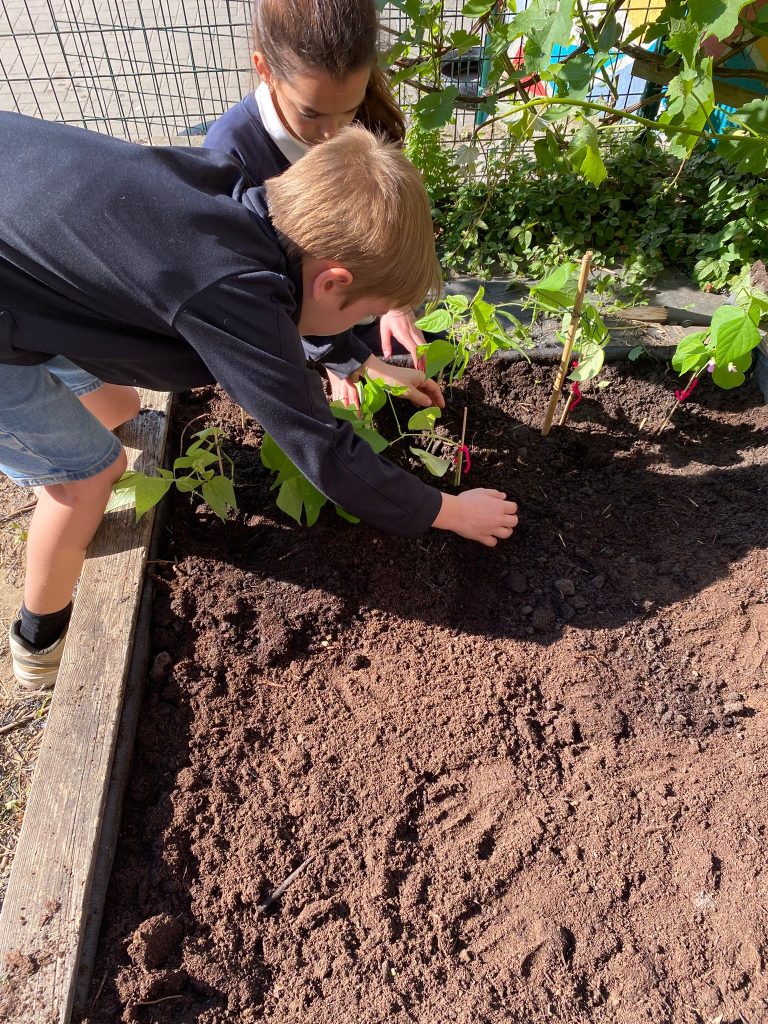 Quand le potager reprend vie avec nos élèves
