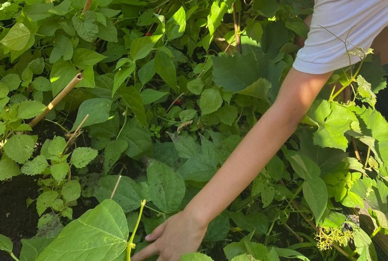 Dernière récolte au potager : les élèves savourent le fruit de leur travail